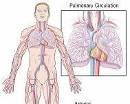Diagram of Human Cardiovascular System