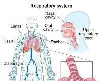 Diagram of Human Respiratory System