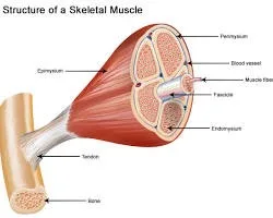 Structure of a Skeletal Muscle