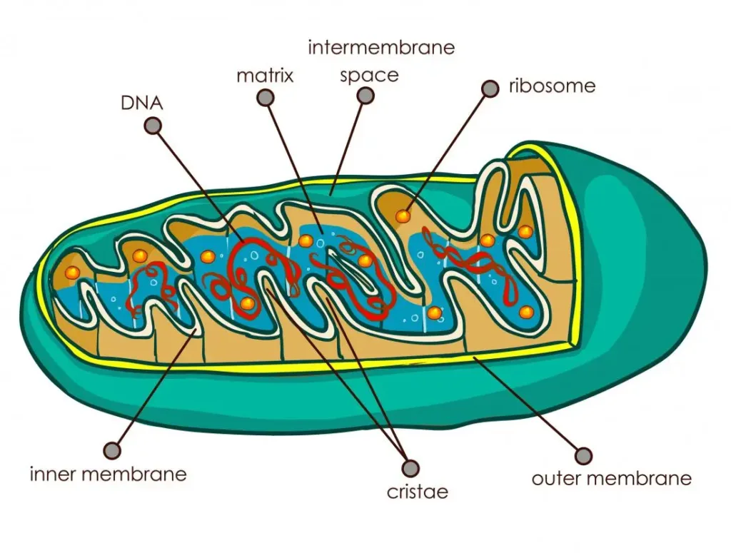 A basic diagram of Mitochondrion