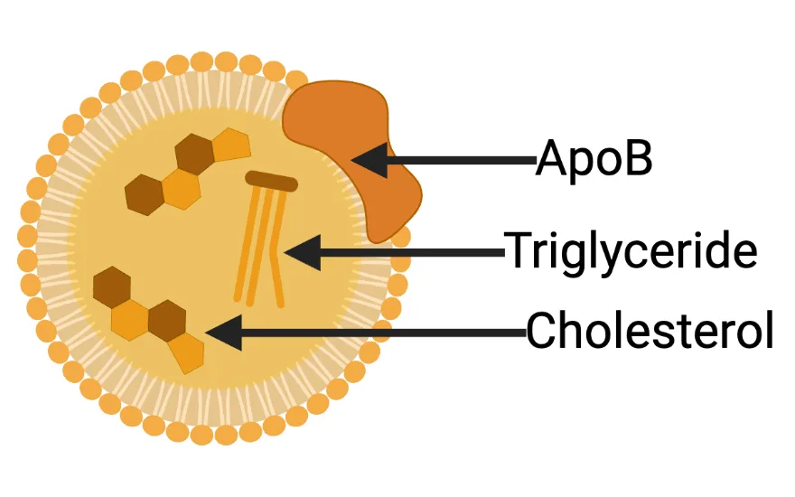 Diagram of an ApoB molecule