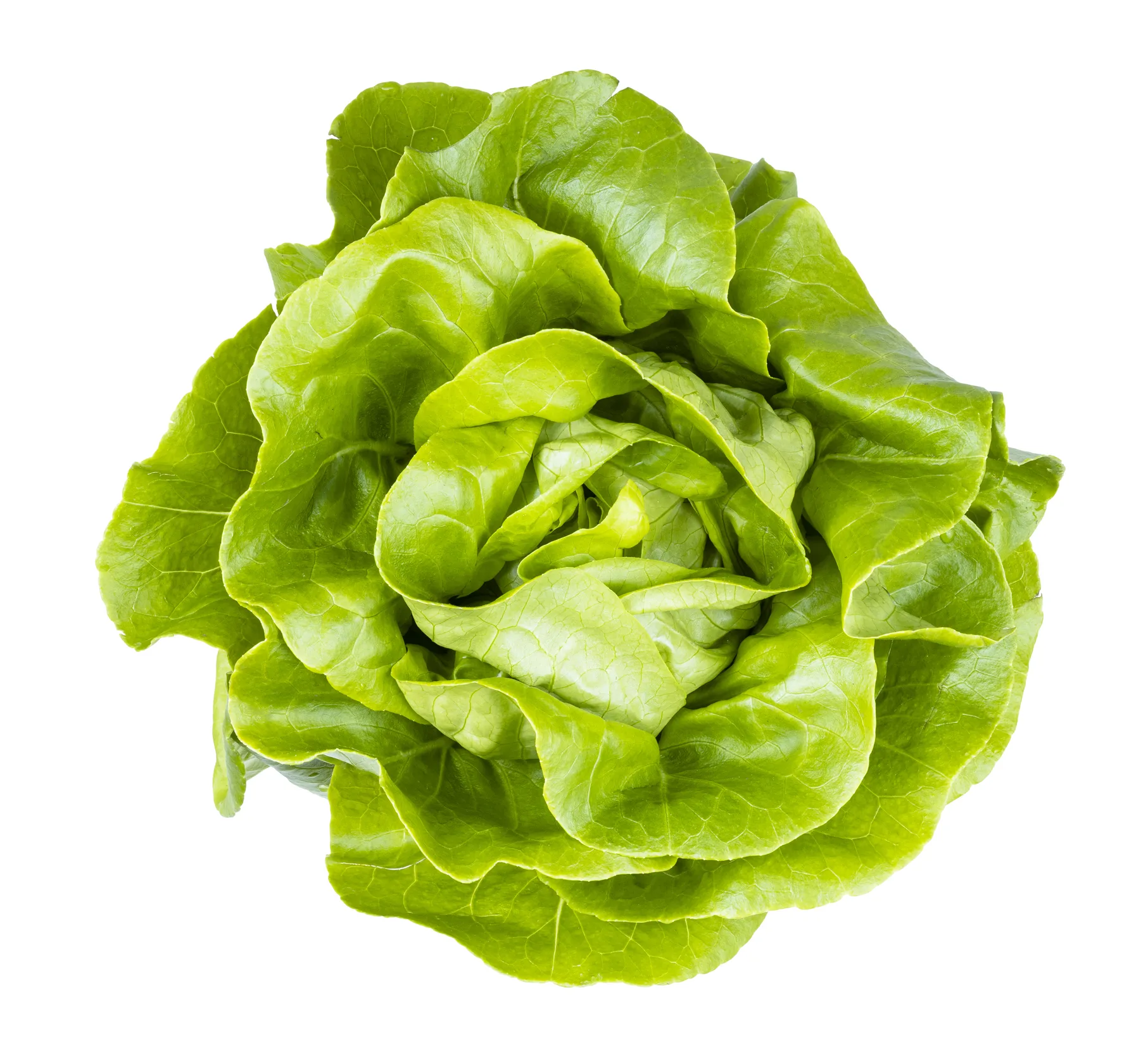 top view of fresh green butterhead lettuce isolated on white background
