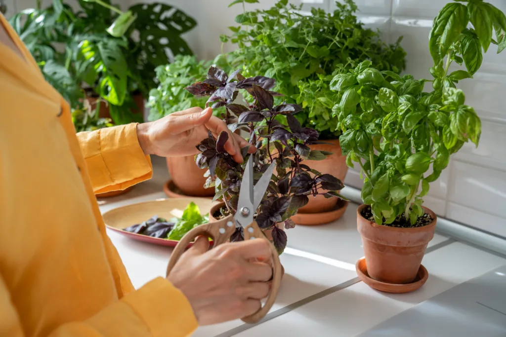 Pruning plants basil leaves. Fresh delicious spicy herbs collected by young woman indoors garden