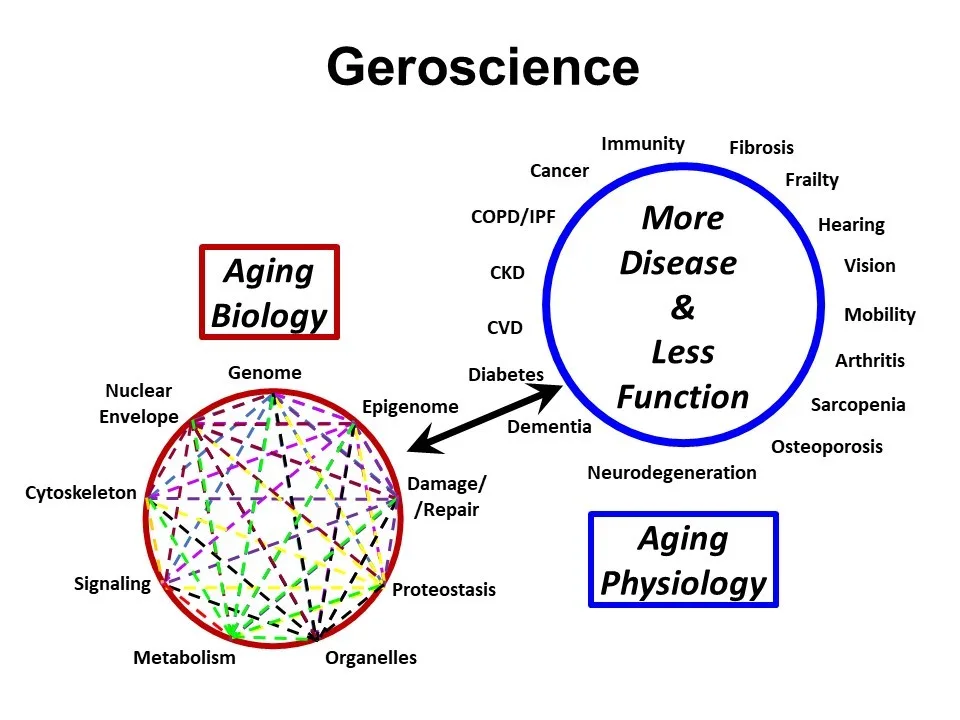 geroscience-diagram