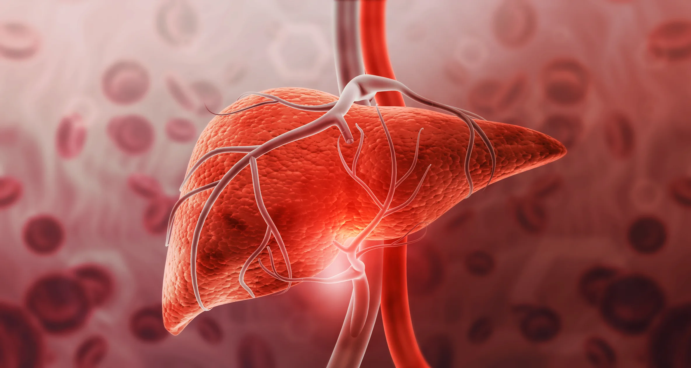 Human liver anatomy on scientific background