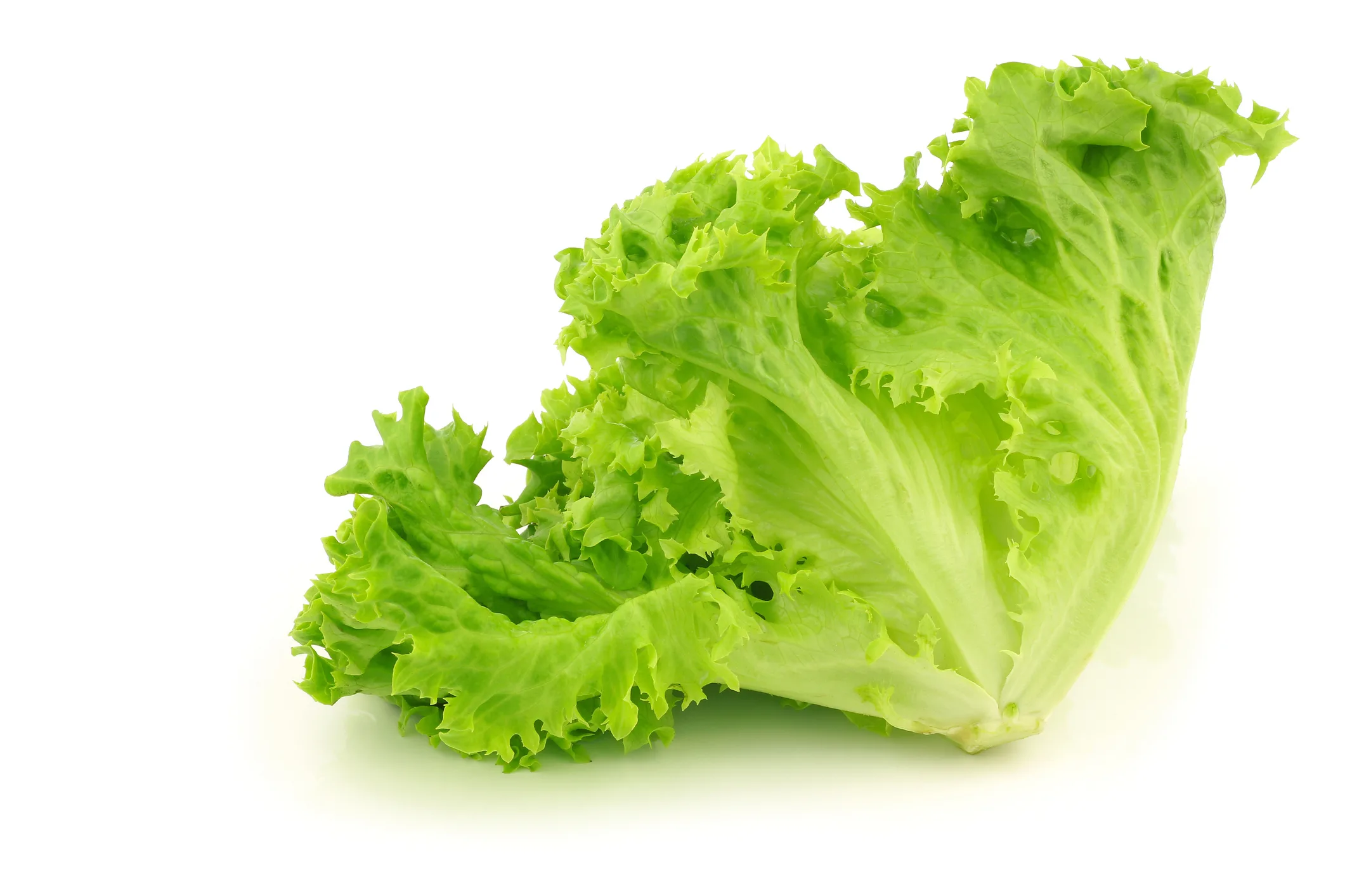 loose-leaf lettuce ‘lollo green’ on a white background