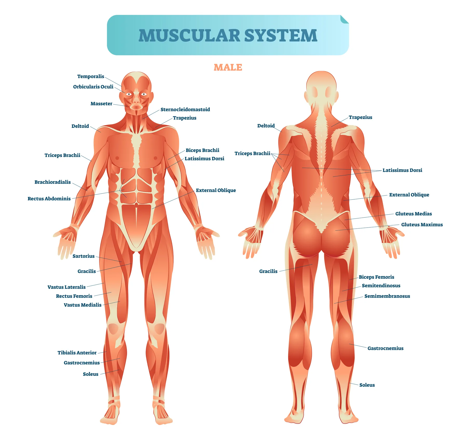 Male muscular system, full anatomical body diagram with muscle scheme, vector illustration educational poster. Fitness health care information.