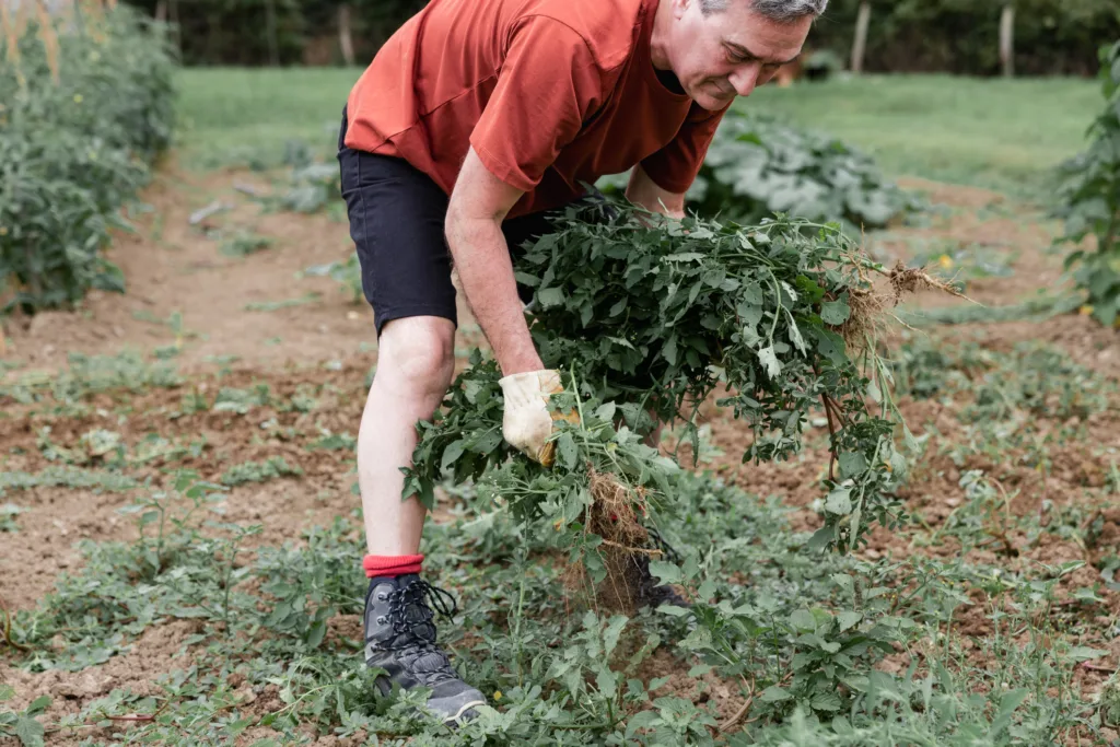 Man pulling weeds in vegetable garden