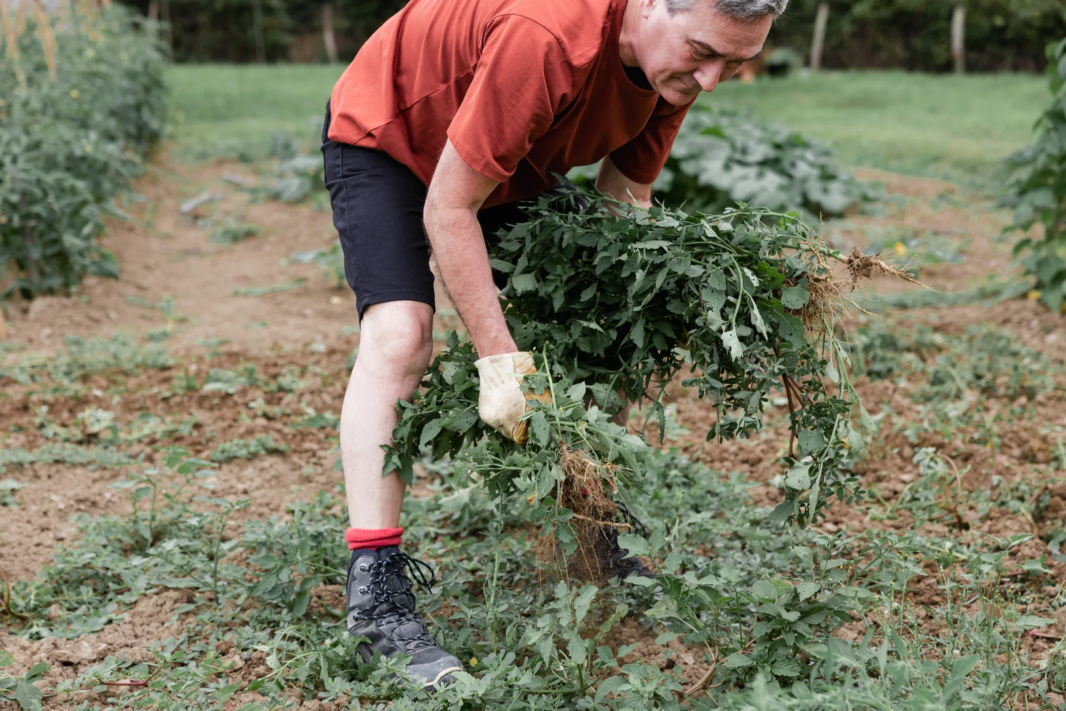 Man pulling weeds in vegetable garden