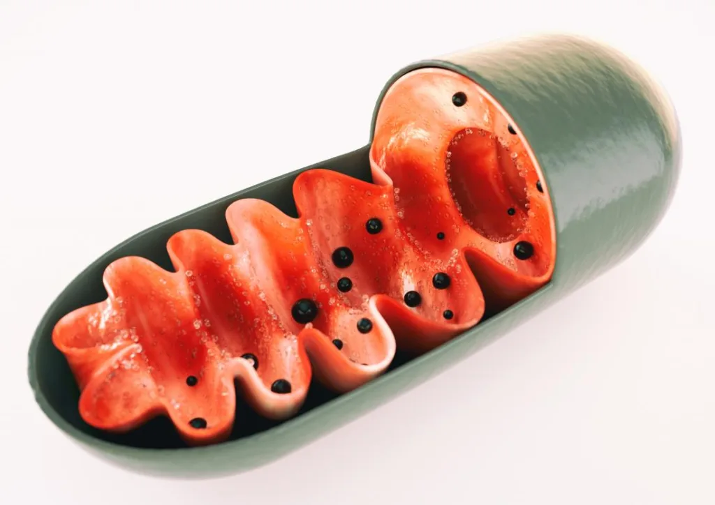 MedicalNewsToday mitochondria-illustration