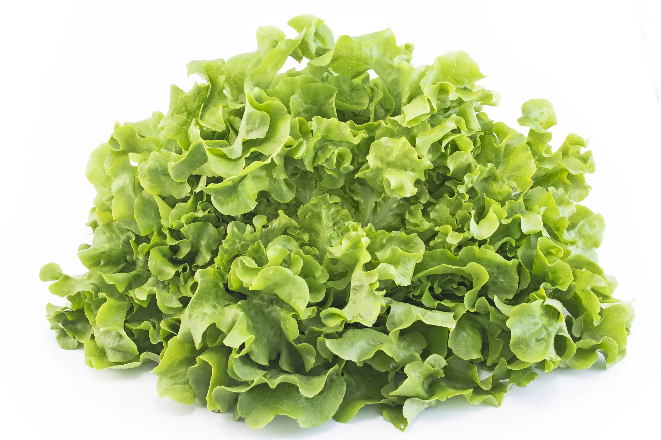 Oak leaf lettuce isolated on white.
