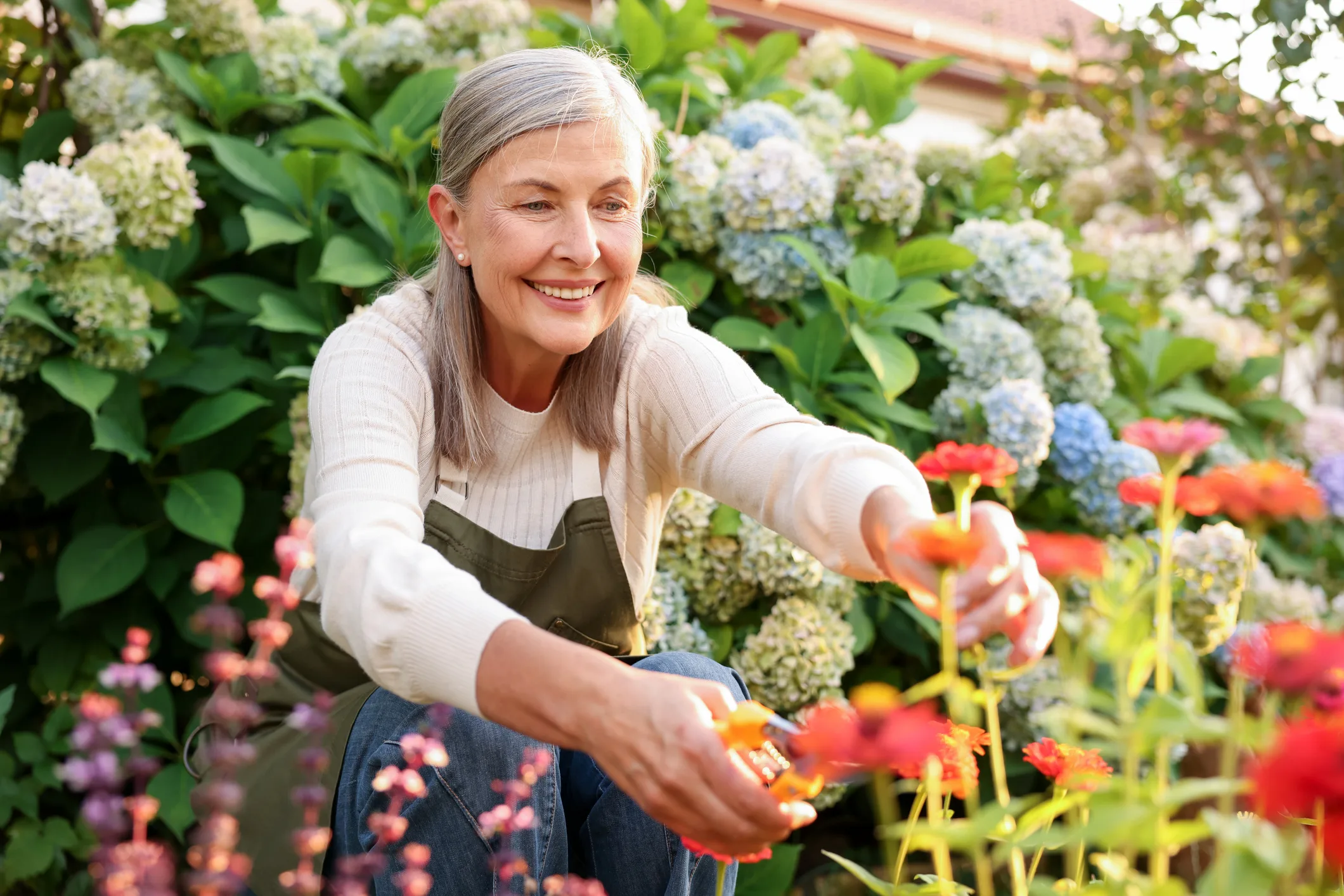 Senior woman pruning zinnia flowers with secateurs in garden