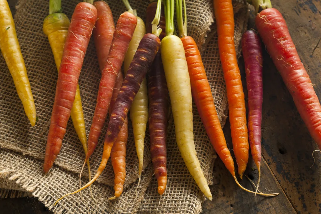 Colorful Multi Colored Raw Carrots