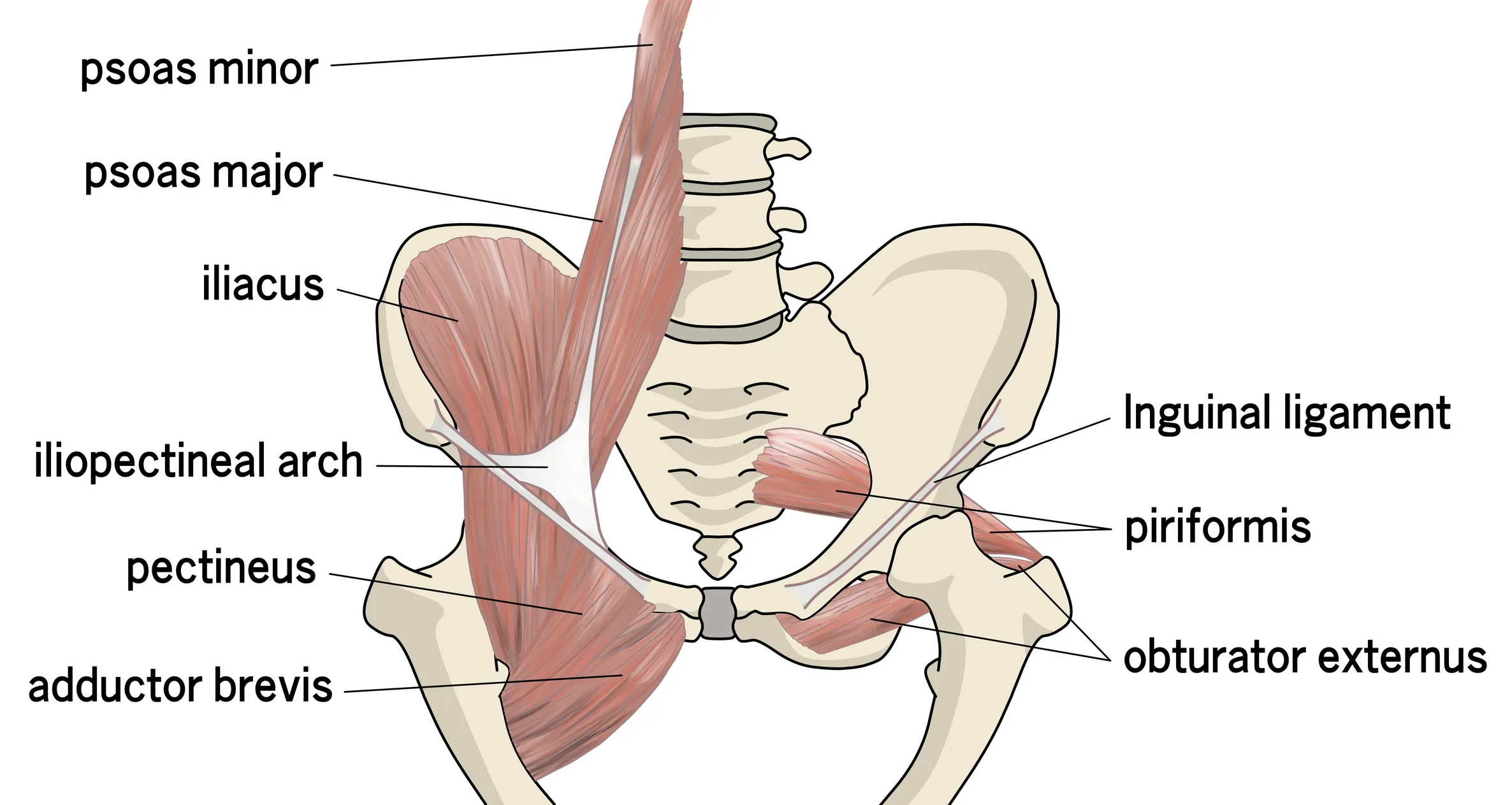 Pelvic muscle illustration