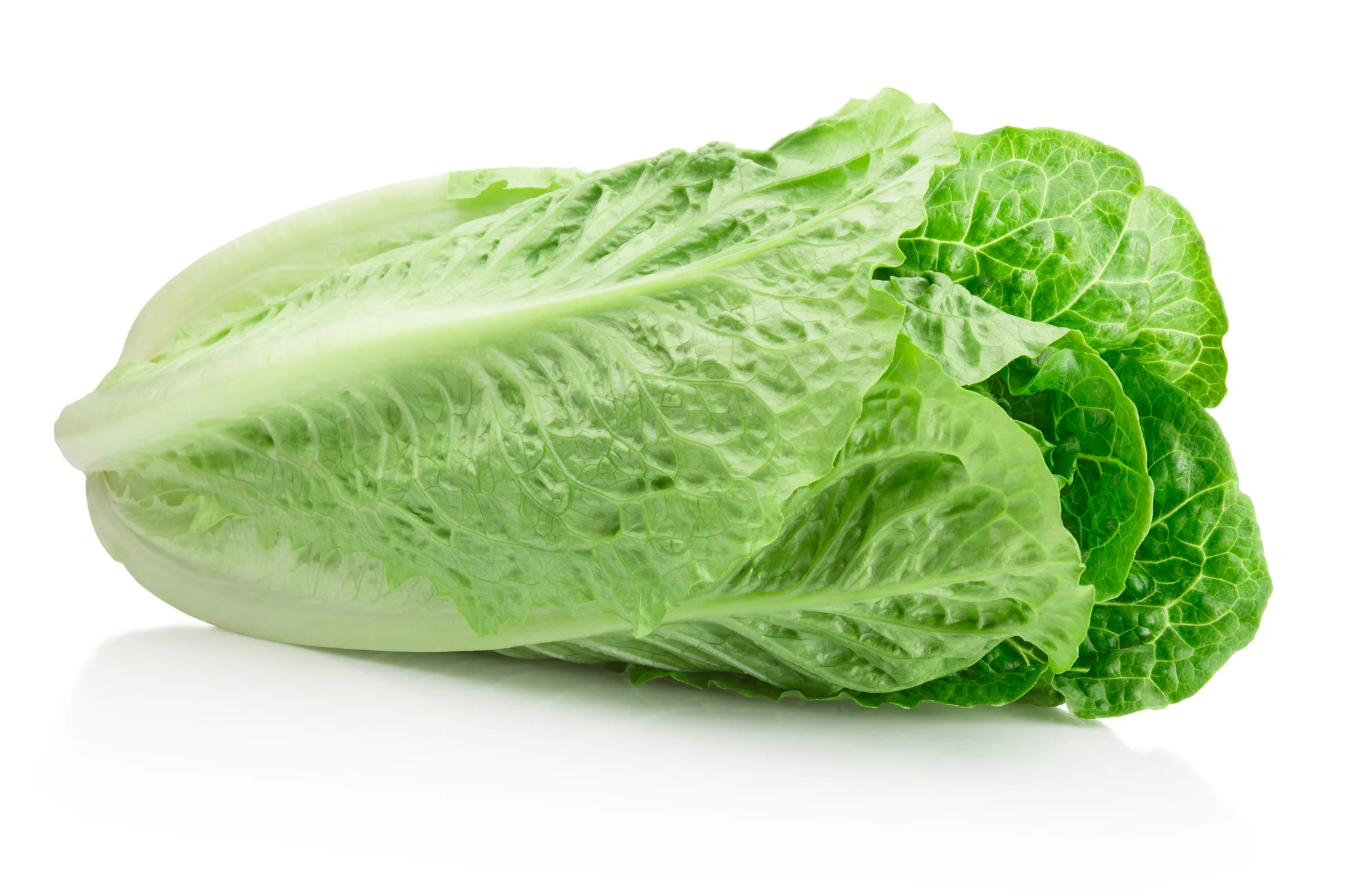 Fresh green romaine Lettuce isolated on a white background