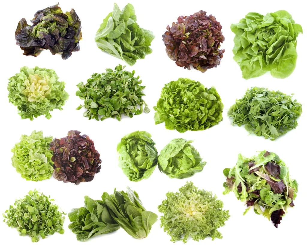 varieties of salads in front of white background